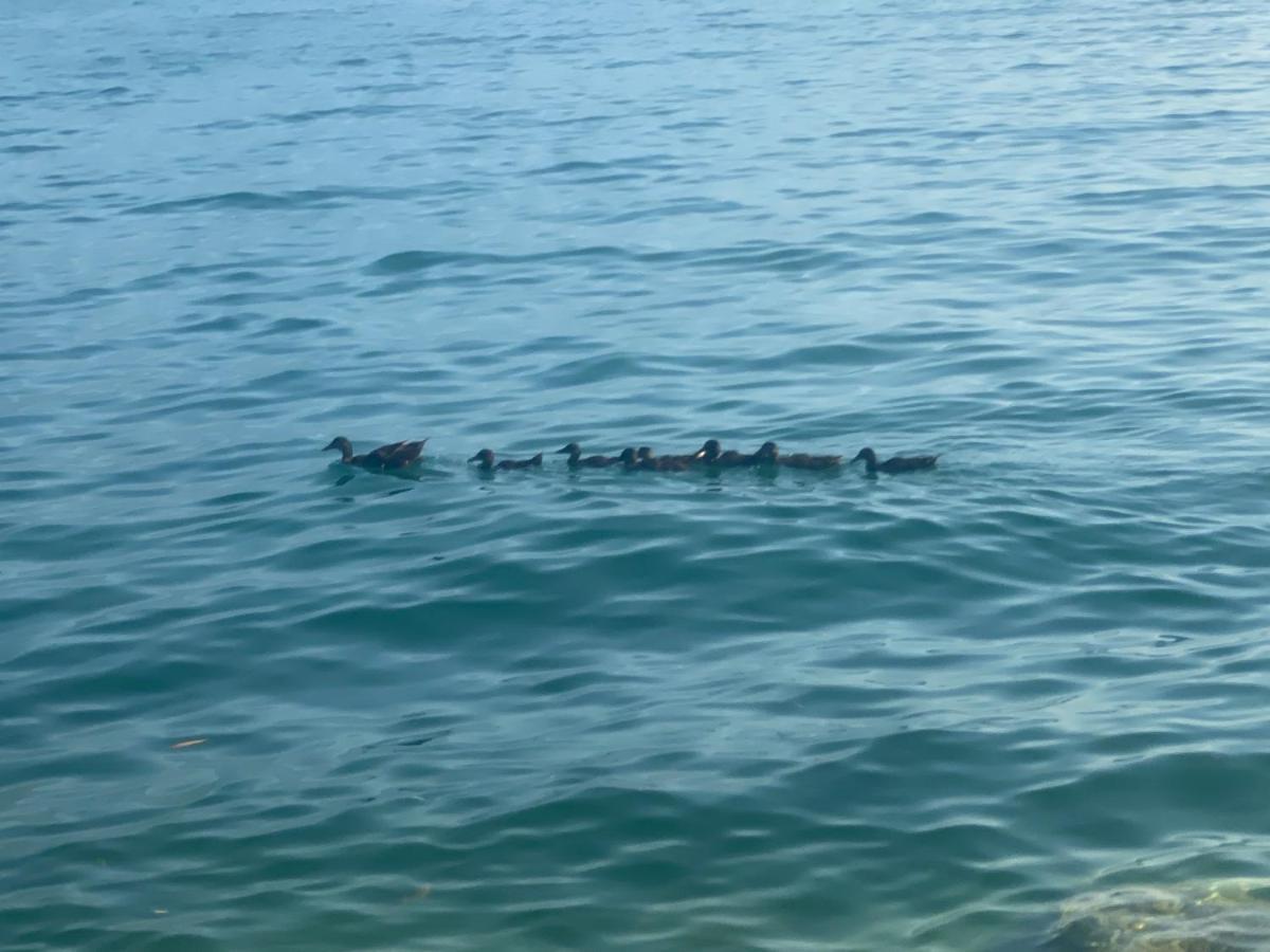 10 Minuti Dal Lago Di Garda E Da Gardaland Castelnuovo del Garda Extérieur photo